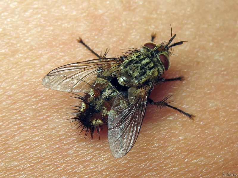 Eriothrix rufomaculata